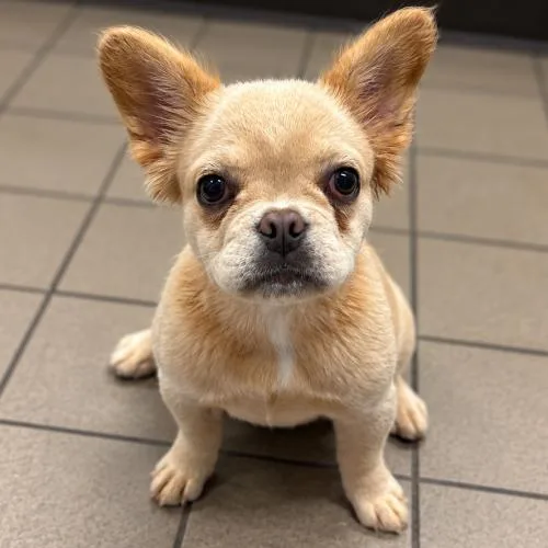 A baby small-sized female French Bulldog dog named Sky for adoption in Lathrop, CA