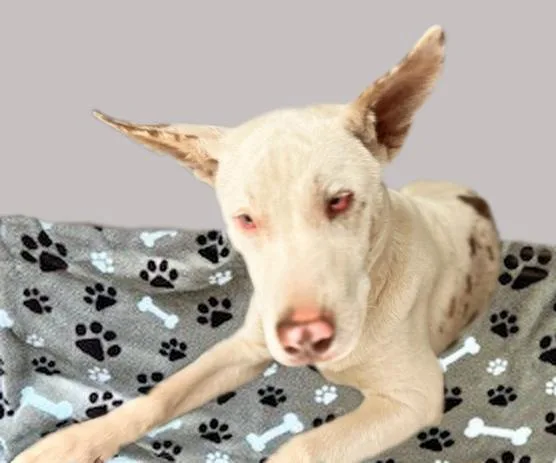 A young small-sized female Catahoula Leopard Dog dog named Chiquita for adoption in Tucson, AZ