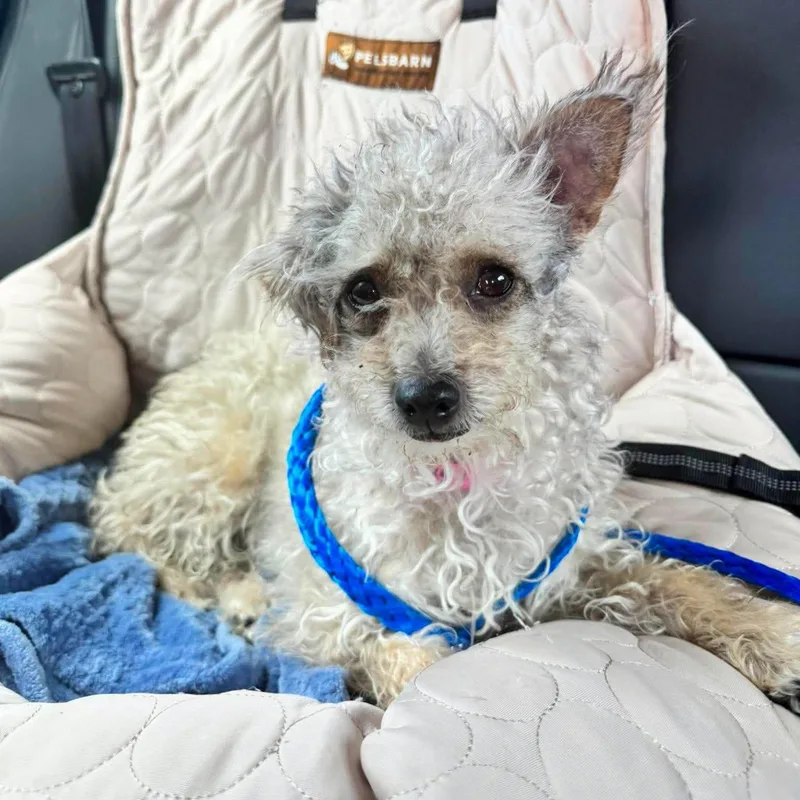 An adult small-sized female Yorkie Poo dog named Cindi for adoption in Las Vegas, NV