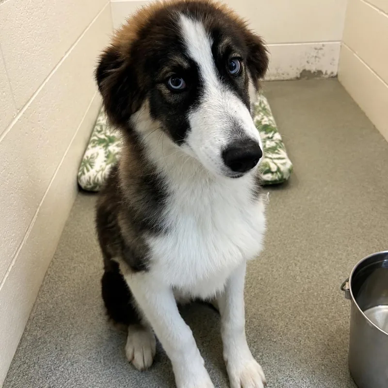 A young medium-sized male Husky dog named Hachi for adoption in Yanceyville, NC