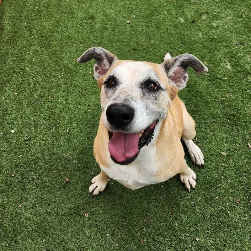 Dandy Jum thumbnail 2