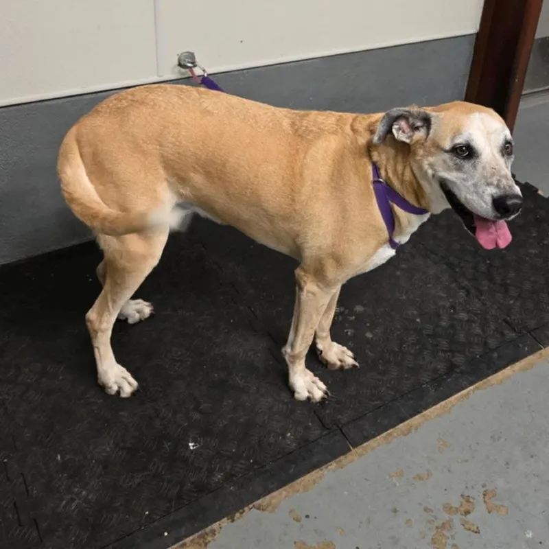 Dandy Jum thumbnail 3