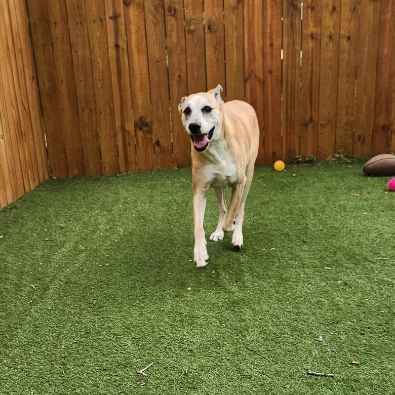 Dandy Jum thumbnail 4