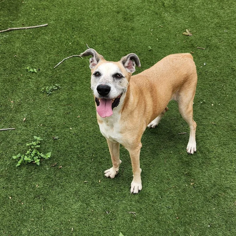 Dandy Jum thumbnail 5