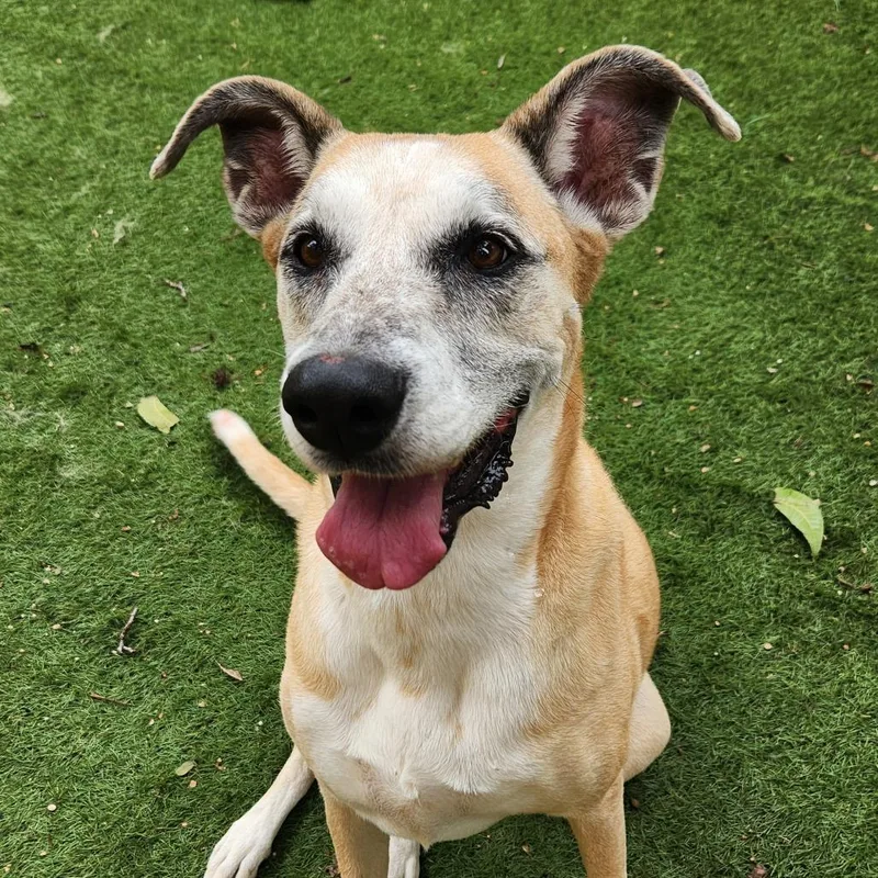 Dandy Jum thumbnail 6