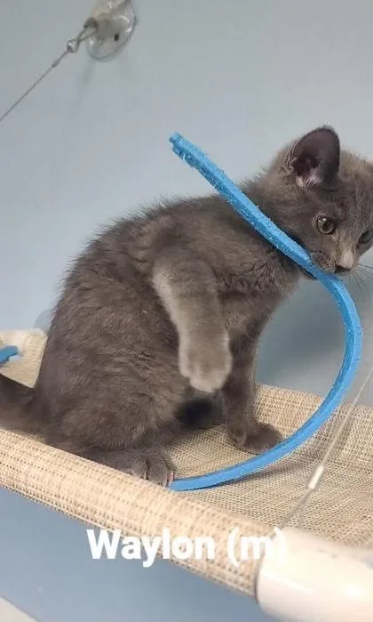 A young small-sized male Domestic Short Hair cat named Waylon for adoption in Beatrice, NE