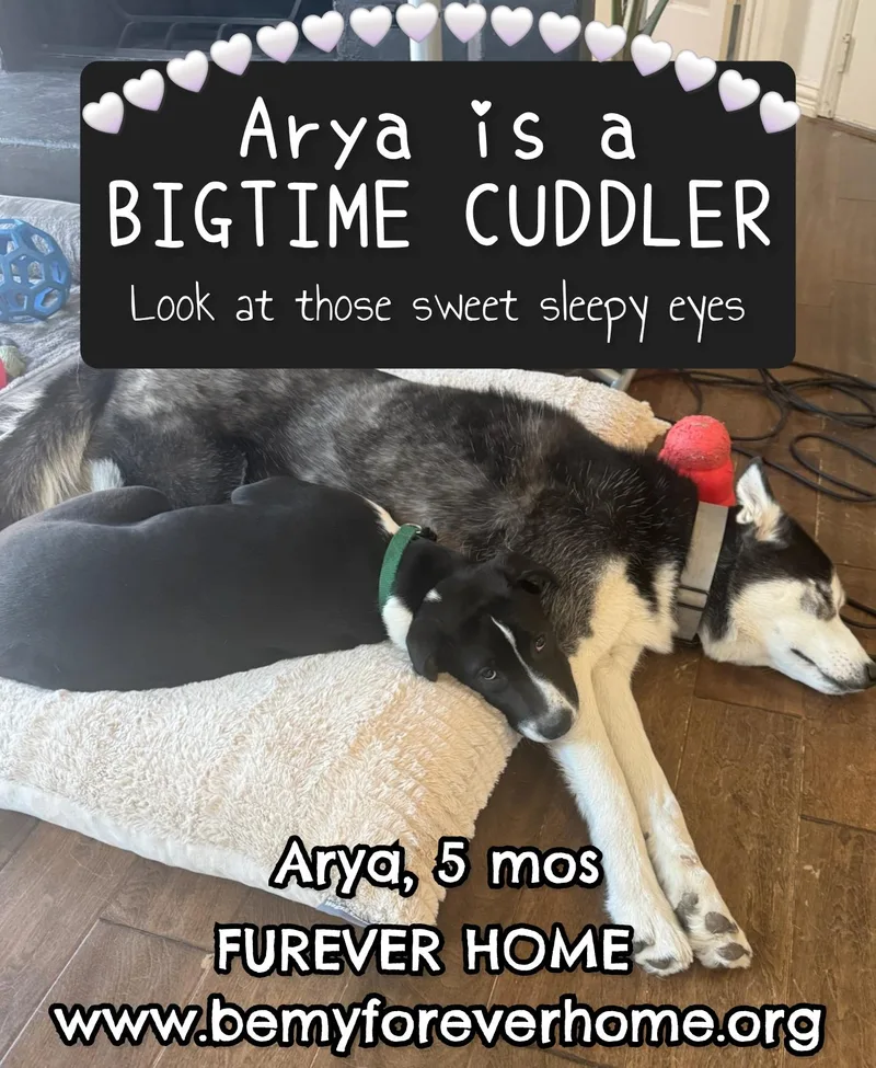 Arya thumbnail 3