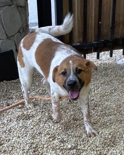 A young medium-sized female Cattle Dog dog named Laken for adoption in Washington, DC