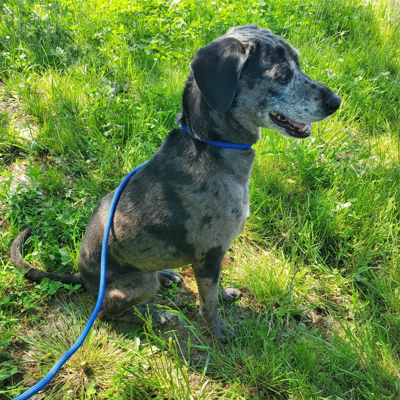 An adult medium-sized female Black Catahoula Leopard Dog dog named Kallie for adoption in Jersey city, NJ
