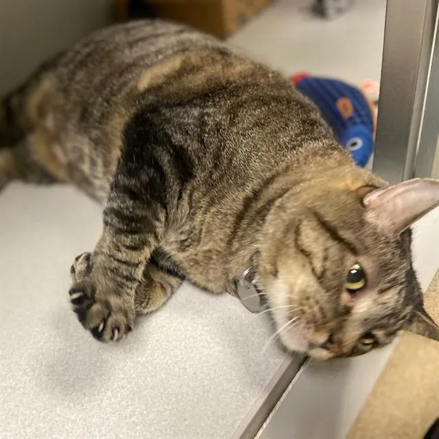 An adult small-sized male Domestic Short Hair cat named Stan for adoption in Aurora, CO