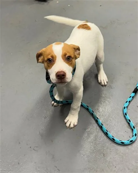 A baby small-sized male Pit Bull Terrier dog named Tim for adoption in Peoria, IL