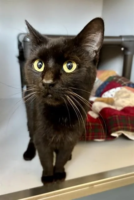 An adult small-sized female Domestic Long Hair cat named Canoli for adoption in Kalamazoo, MI