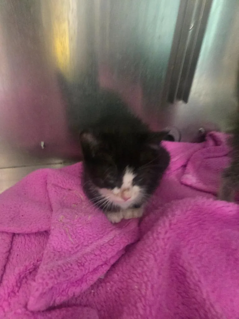 A baby small-sized male Domestic Short Hair cat named Fred Flintstone for adoption in Chickamauga , GA