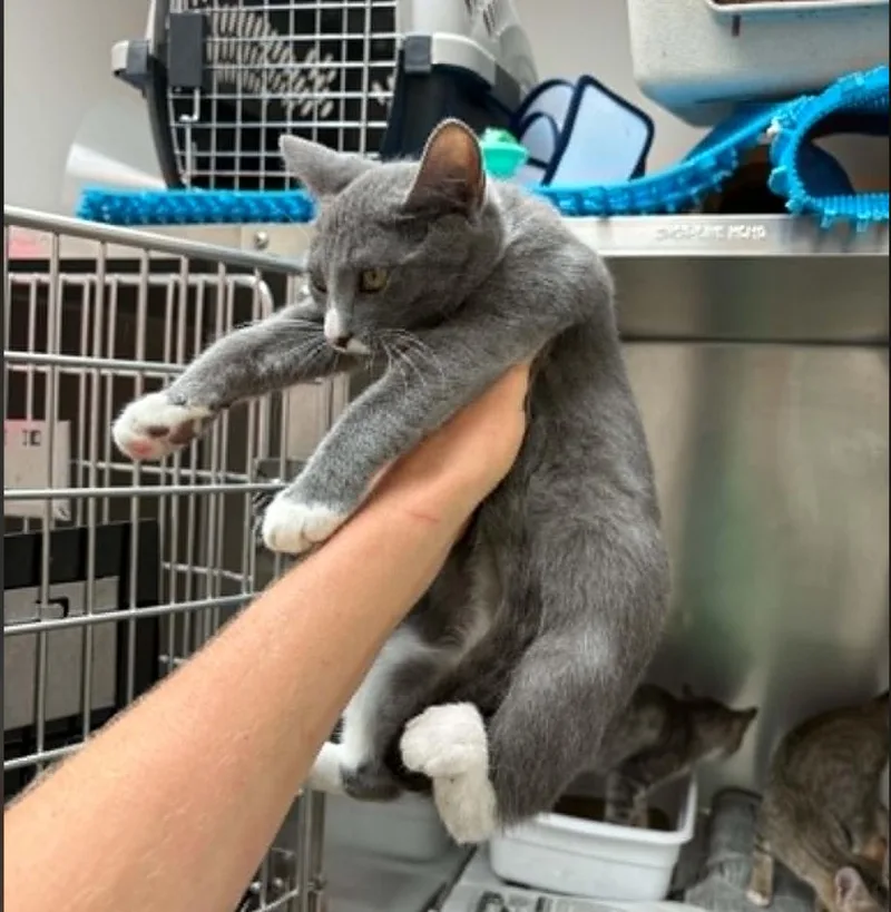 A baby small-sized female Gray & White American Shorthair cat named Hippo for adoption in Plymouth, MN