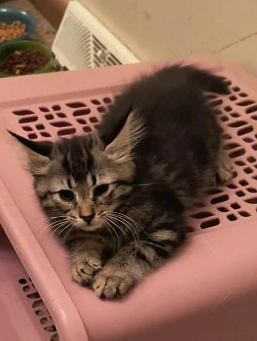 A baby medium-sized male Domestic Long Hair cat named Sam for adoption in hinckley, IL