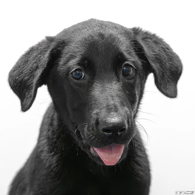 A baby medium-sized female Black Labrador Retriever dog named Nola for adoption in BONIFAY, FL