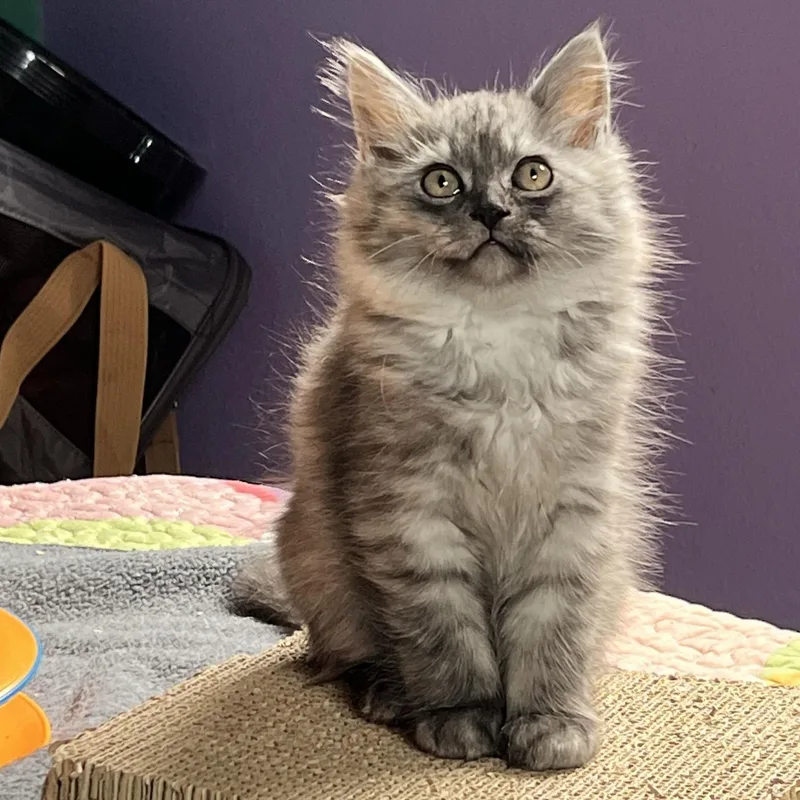 A baby medium-sized female Domestic Long Hair cat named Pebble and Stone for adoption in Seattle, WA
