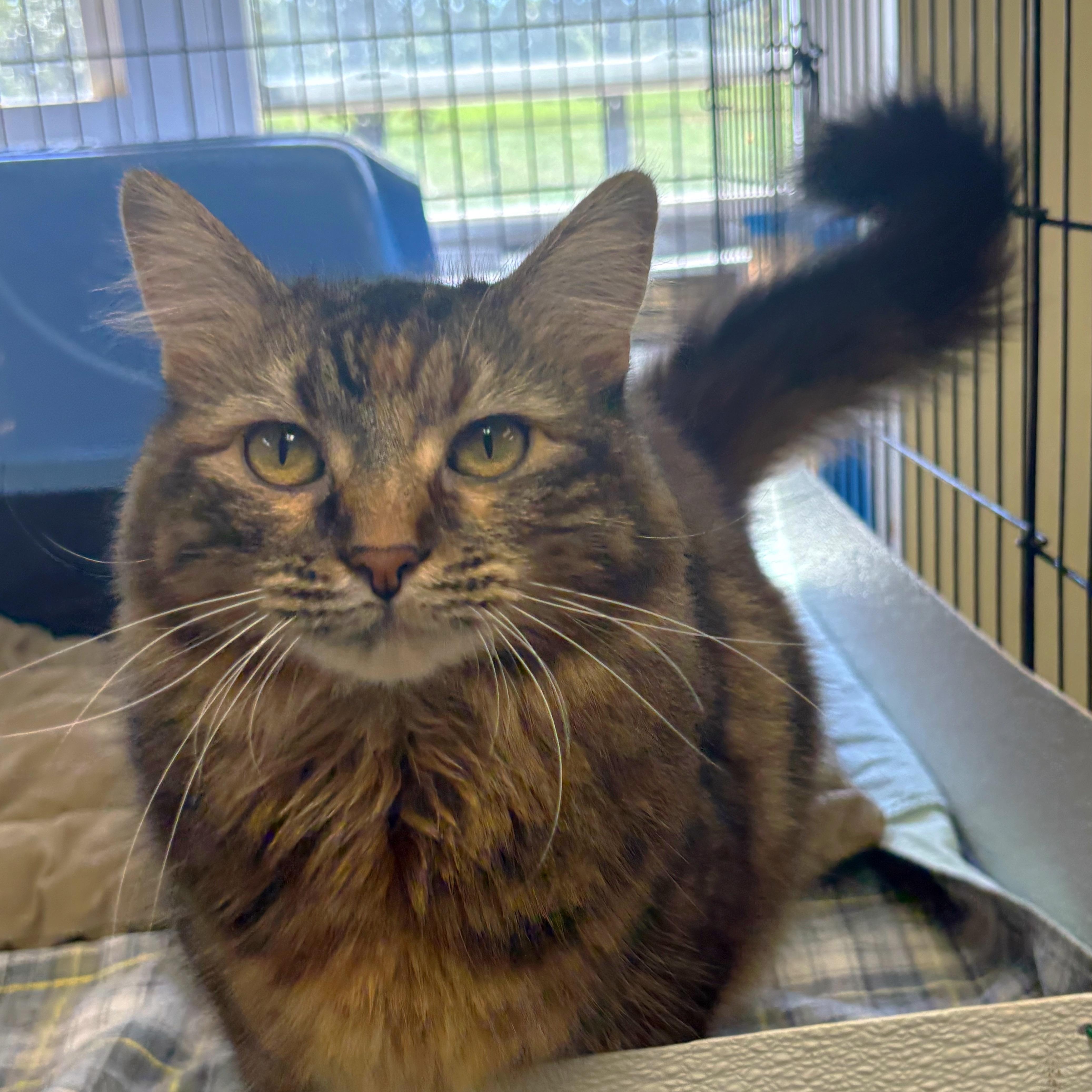 An adult medium-sized female Domestic Long Hair cat named Poppy for adoption in Godfrey, IL