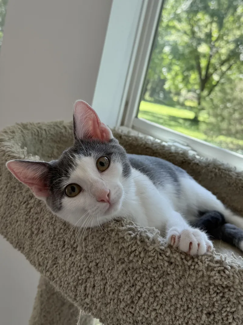 A young medium-sized female Gray & White Domestic Short Hair cat named Petal for adoption in Murphysboro, IL