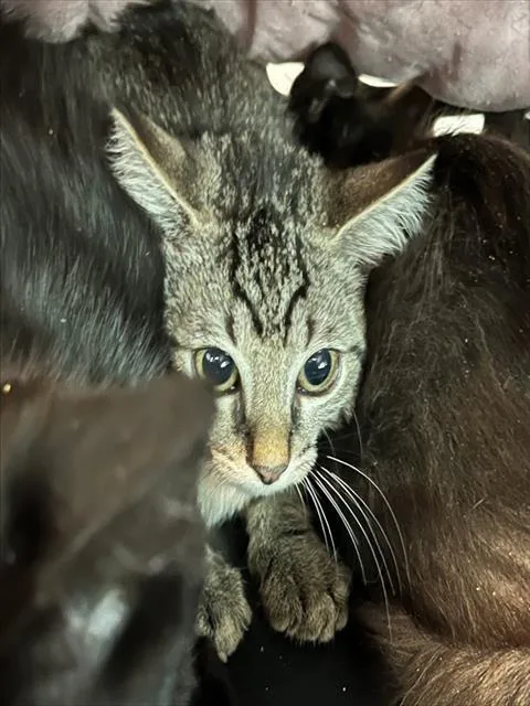 A baby small-sized male Brown / Chocolate Domestic Short Hair cat named Math Club for adoption in Tavares, FL