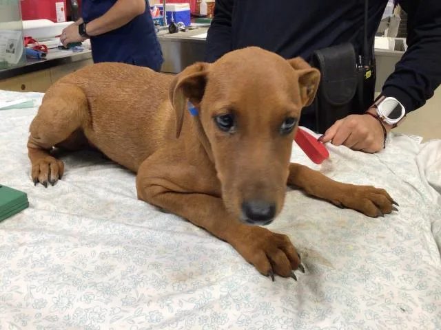 A young small-sized male Rhodesian Ridgeback dog named Mike for adoption in Riverside, CA