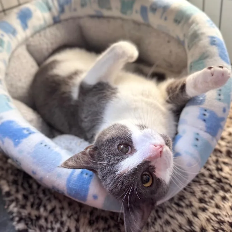 An adult medium-sized female Gray / Blue / Silver Domestic Short Hair cat named Furlyghost for adoption in Fredericksburg, VA