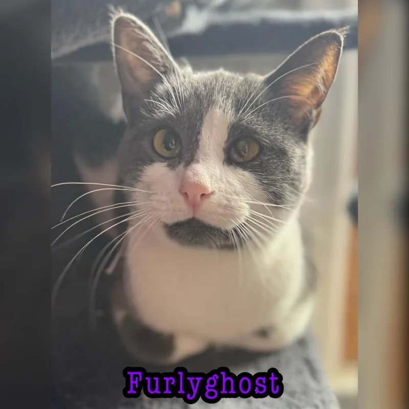 Furlyghost thumbnail 6