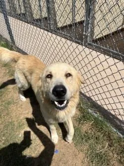 An adult large-sized male Great Pyrenees dog named Rayban for adoption in Balch Springs, TX