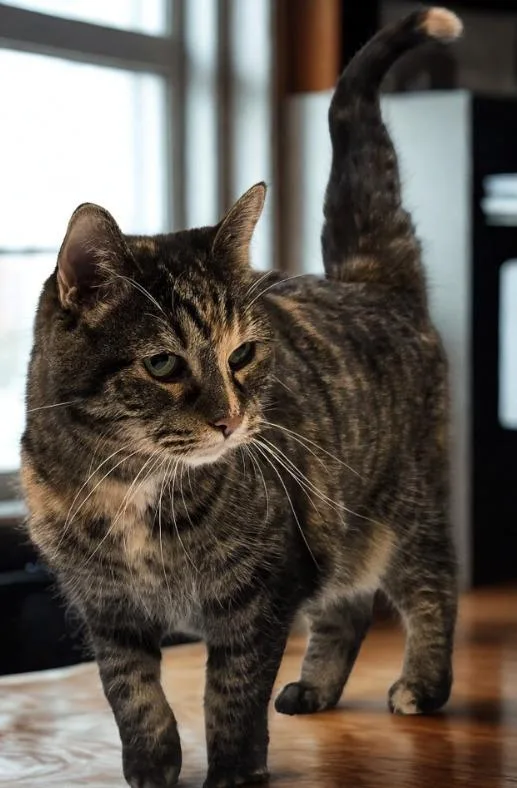 A senior small-sized female Domestic Short Hair cat named Kairi for adoption in Murphysboro, IL