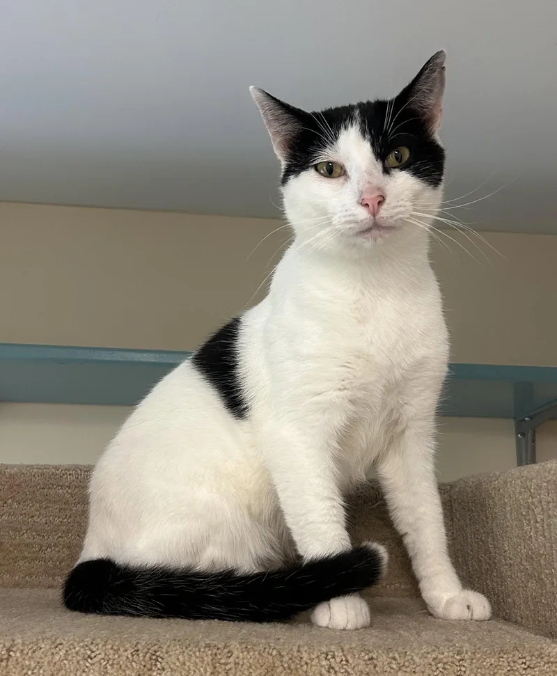 An adult large-sized male Black & White / Tuxedo Domestic Short Hair cat named Jax for adoption in Arlington, VT
