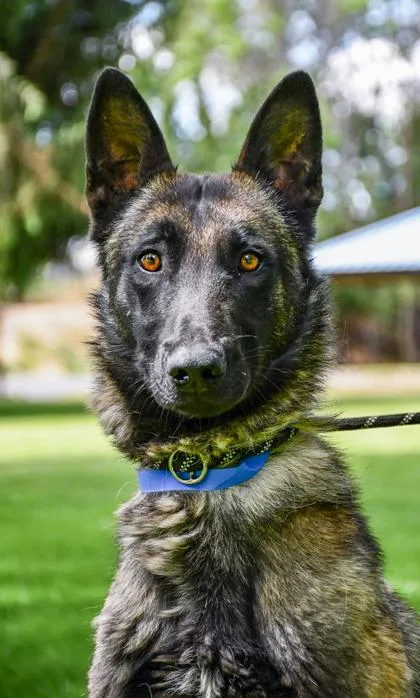 An adult large-sized male Belgian Shepherd / Malinois dog named Titan for adoption in Yakima, WA