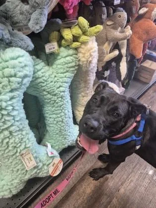 An adult large-sized female Mixed Breed dog named Allison for adoption in Chamblee, GA