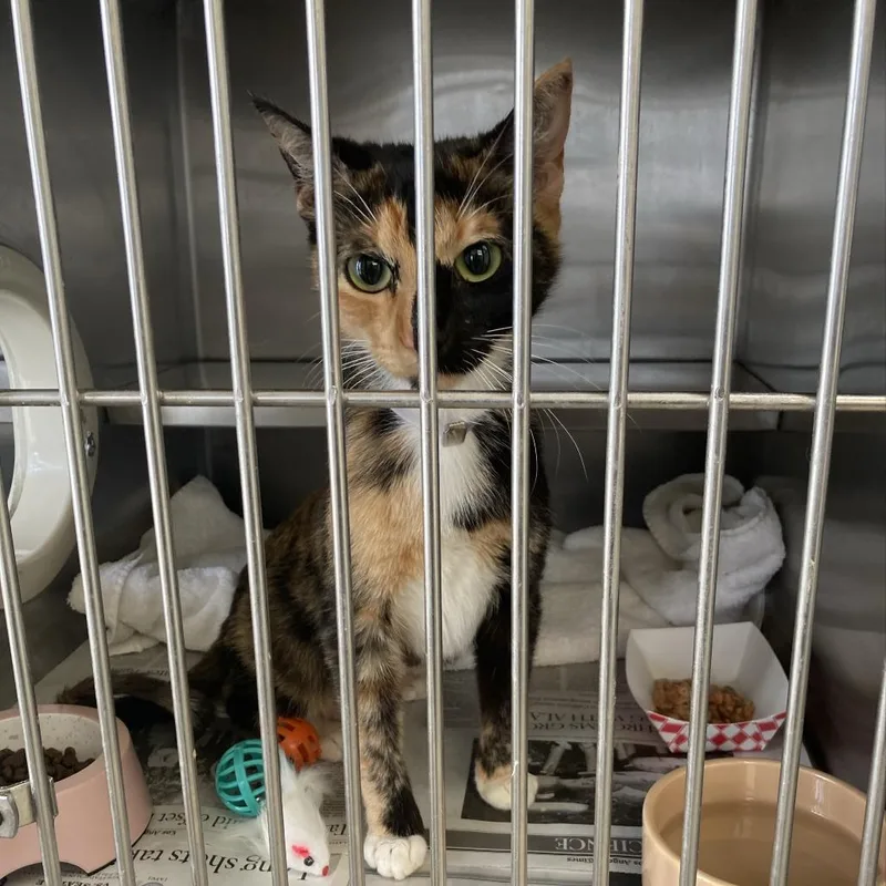 An adult medium-sized female Calico Domestic Short Hair cat named Cali for adoption in Long Beach, CA