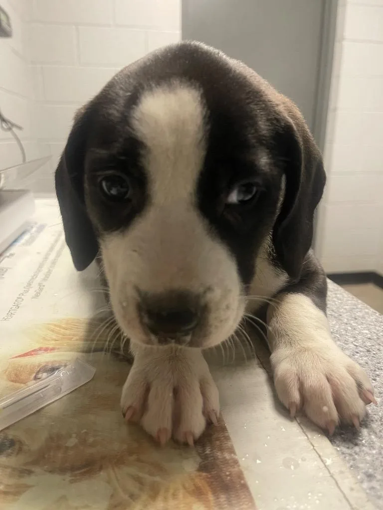 A baby small-sized female Mixed Breed dog named Becky for adoption in Henderson, NC