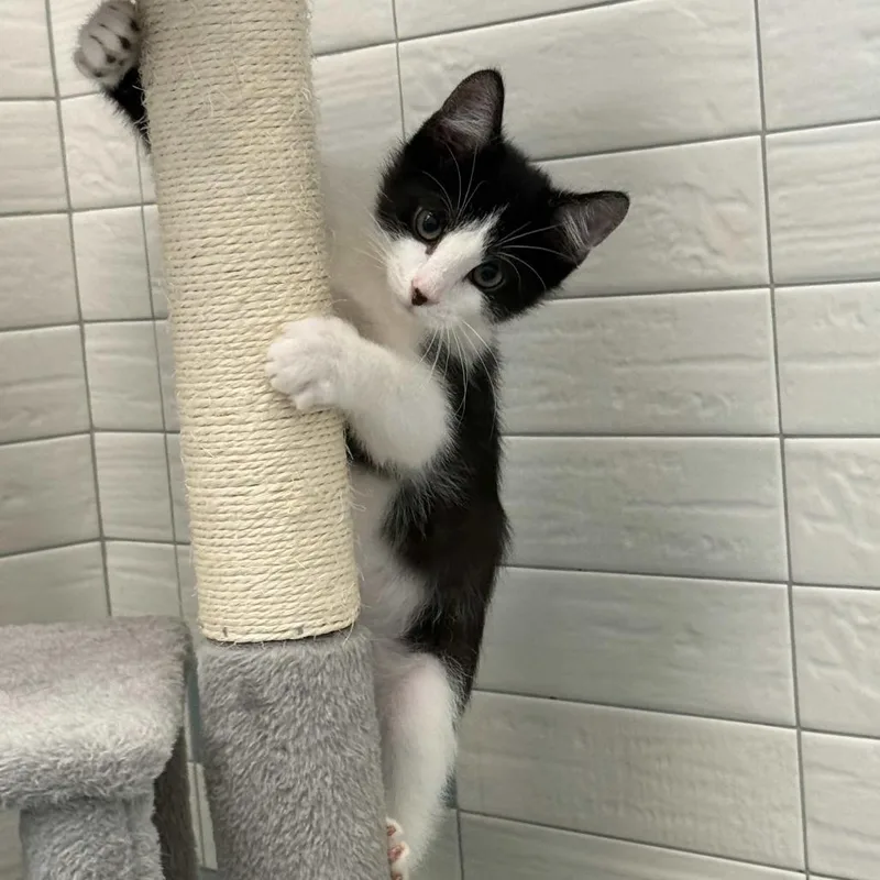 A baby small-sized male Black Domestic Short Hair cat named Oscar for adoption in Beaumont, TX