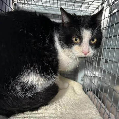 An adult medium-sized male Black Domestic Short Hair cat named Mr. Smee for adoption in South Elgin, IL