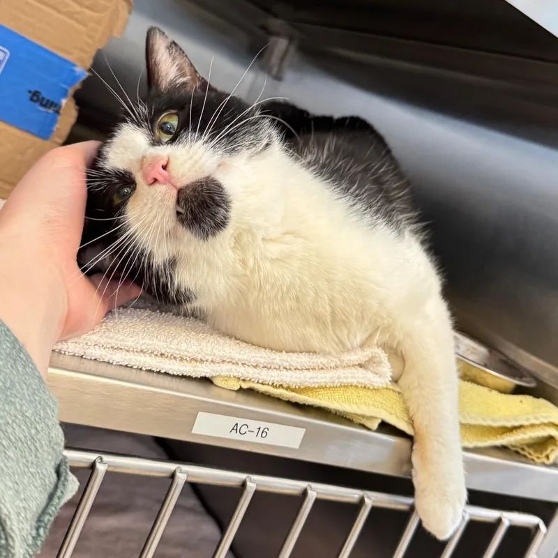 Mr. Smee thumbnail 2