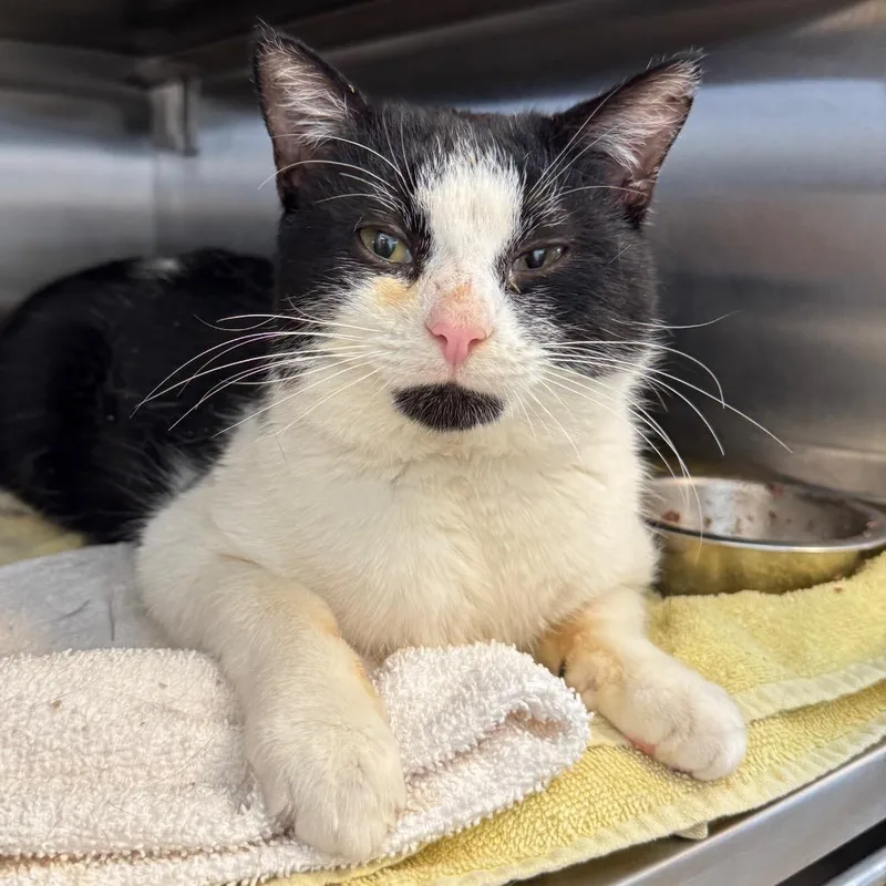 Mr. Smee thumbnail 3