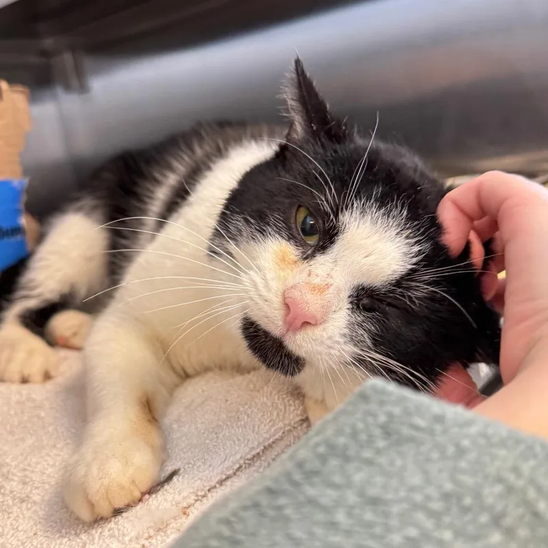 Mr. Smee thumbnail 4