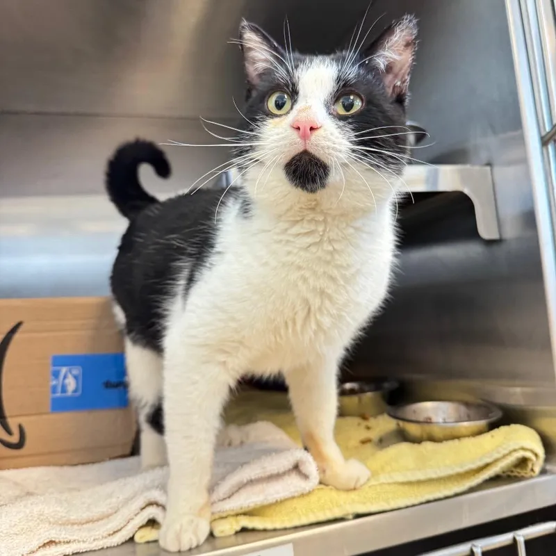 Mr. Smee thumbnail 6