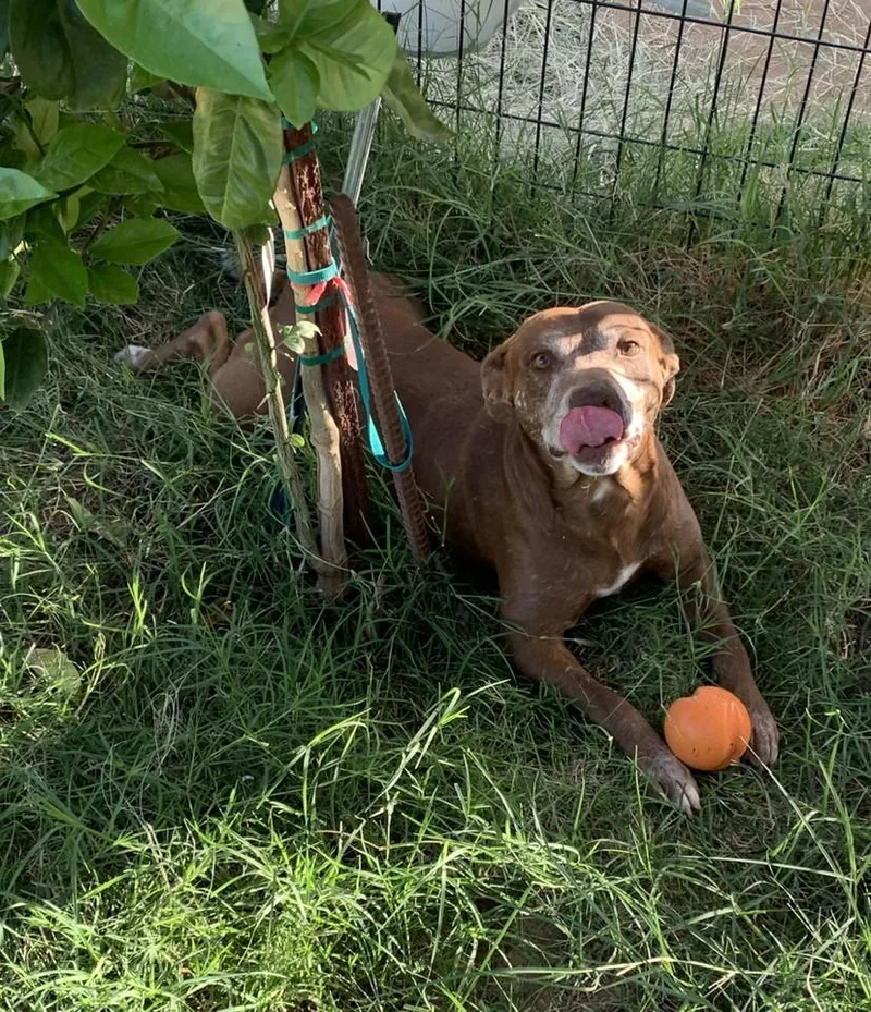 An adult large-sized male Pit Bull Terrier dog named Mylo for adoption in Tempe, AZ