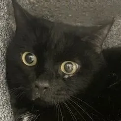A senior medium-sized female Domestic Short Hair cat named Harley for adoption in Brenham, TX