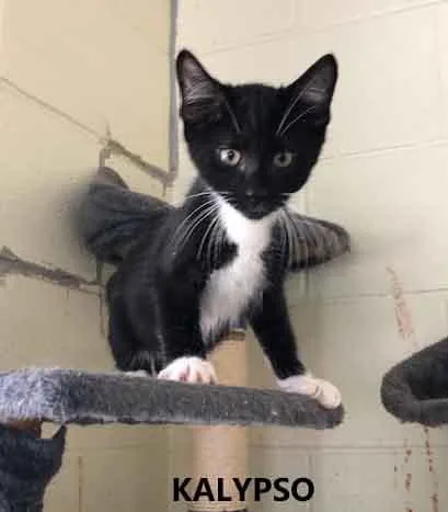 A baby medium-sized female Black & White / Tuxedo Domestic Short Hair cat named Kalypso for adoption in Washington, GA