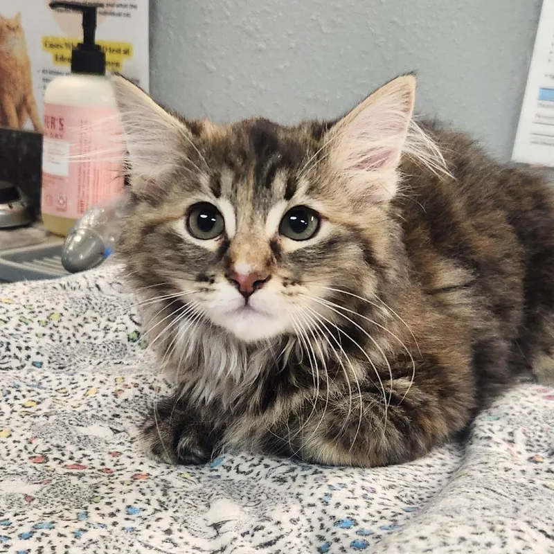 A baby small-sized female Torbie Domestic Long Hair cat named Marisa for adoption in Brighton, MO