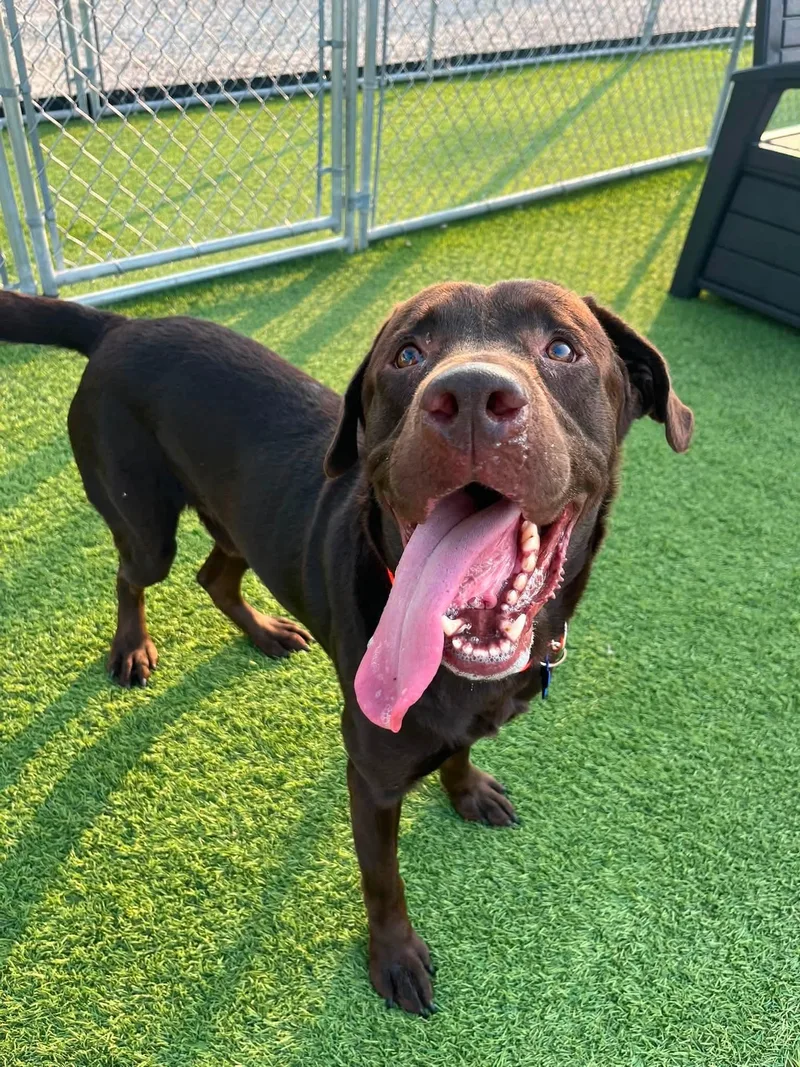 An adult large-sized male Brown / Chocolate Labrador Retriever dog named Chester for adoption in Cedar Rapids, IA