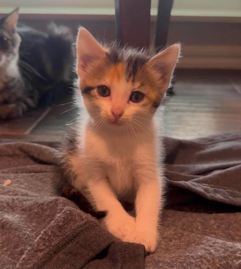 A baby small-sized female Gray & White American Wirehair cat named Athena for adoption in Shawnee, OK