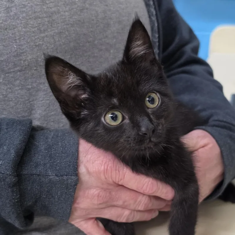 A baby small-sized female Black Domestic Short Hair cat named Lily for adoption in Ardmore, OK