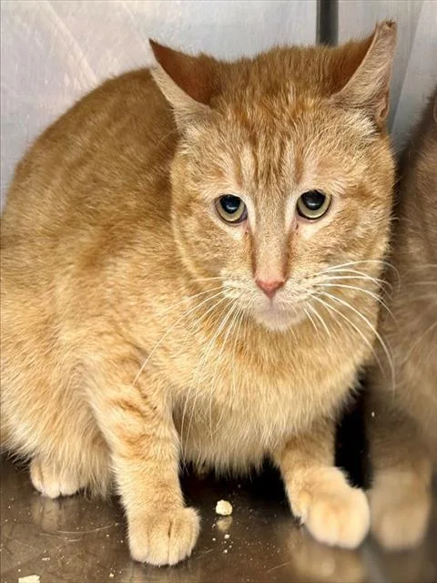 An adult medium-sized male Domestic Short Hair cat named Brnyrd Henson for adoption in York, SC