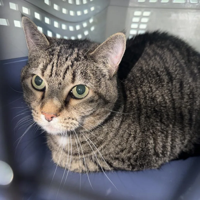 A senior large-sized female Gray / Blue / Silver Domestic Short Hair cat named Selena for adoption in Clearwater, FL