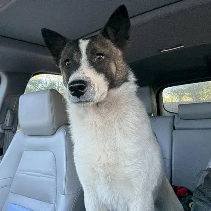 A young medium-sized female White / Cream Australian Shepherd dog named Talia for adoption in Fort Collins, CO